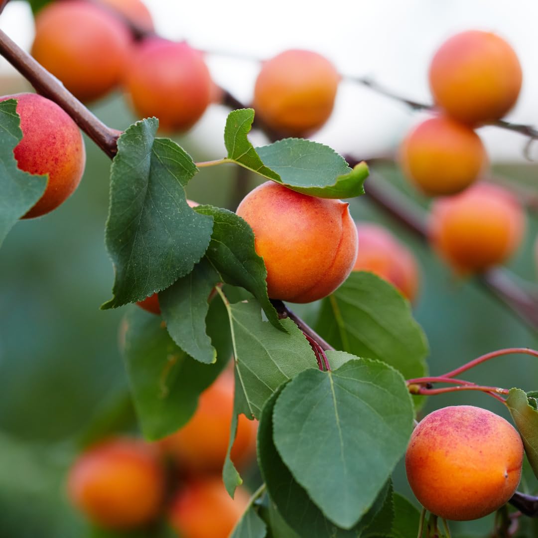 Apricot Tree Plant Live for Planting, Edible Fruit Tree, 2–3 Feet Tall in 3 Gallon Pot, Ready for Outdoor Garden, No Ship to CA