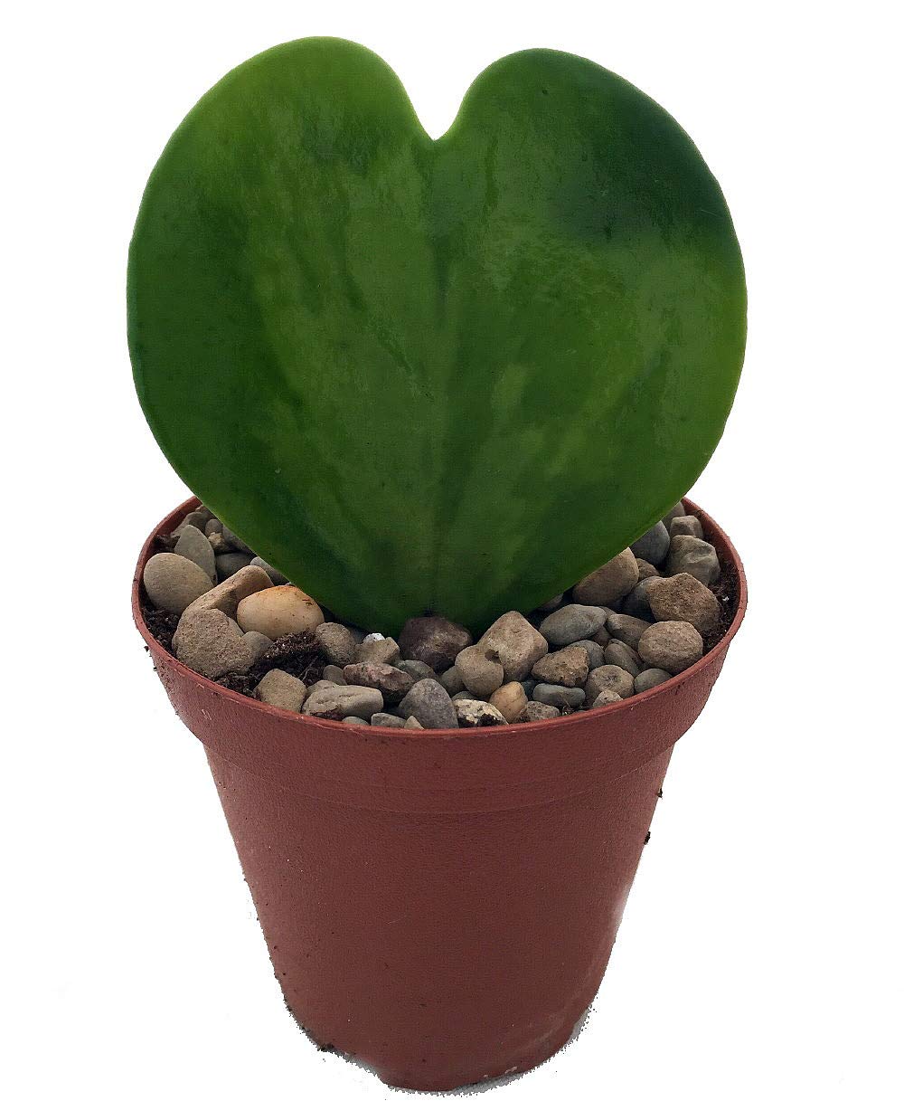 Amazing Sweetheart Waxplant - Hoya Kerri -2" Pot