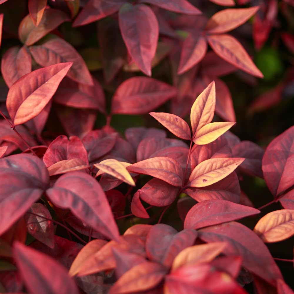 Dwarf Nandina Shrub, Ornamental Nandina Live Plant for Growing, Dormant in Winter (4 Inch)