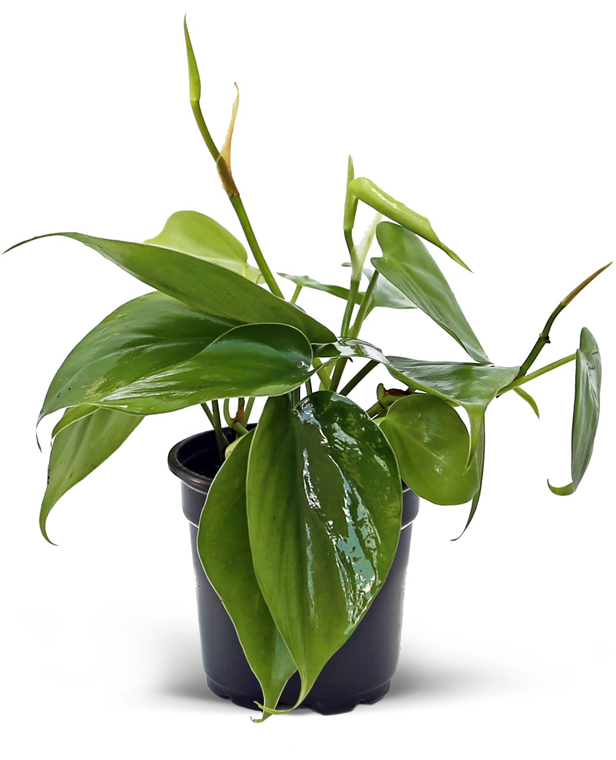 4 Pack Live Heartleaf Green Philodendron, Philodendron Hederaceum, Indoor Potted Vine Houseplant, Christmas Gift, Office Plant, Trailing Gardening Gift, Birthday Gift in 4" Pot