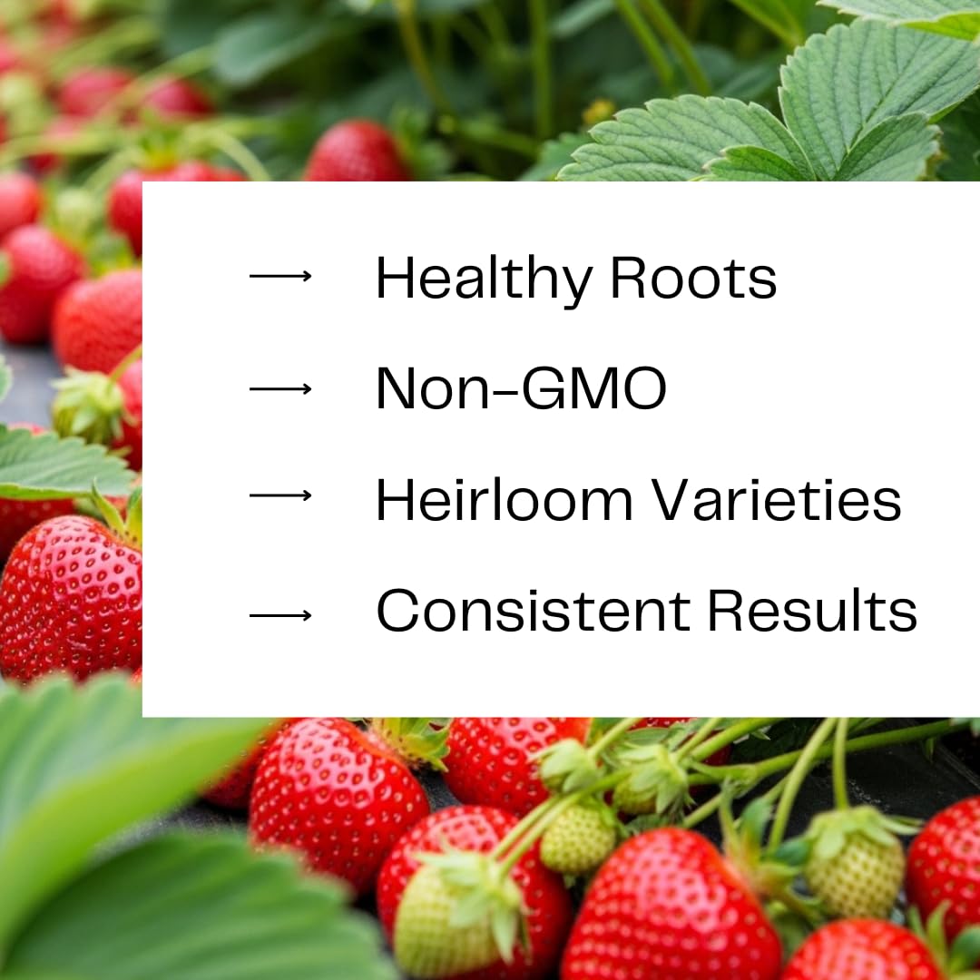 Ruby Giant Strawberry Plants – Extra Large Sweet Strawberries – High Yield Strawberry Runners – Big Fruit, Easy to Grow Plants for Home Gardens (50 Plants)