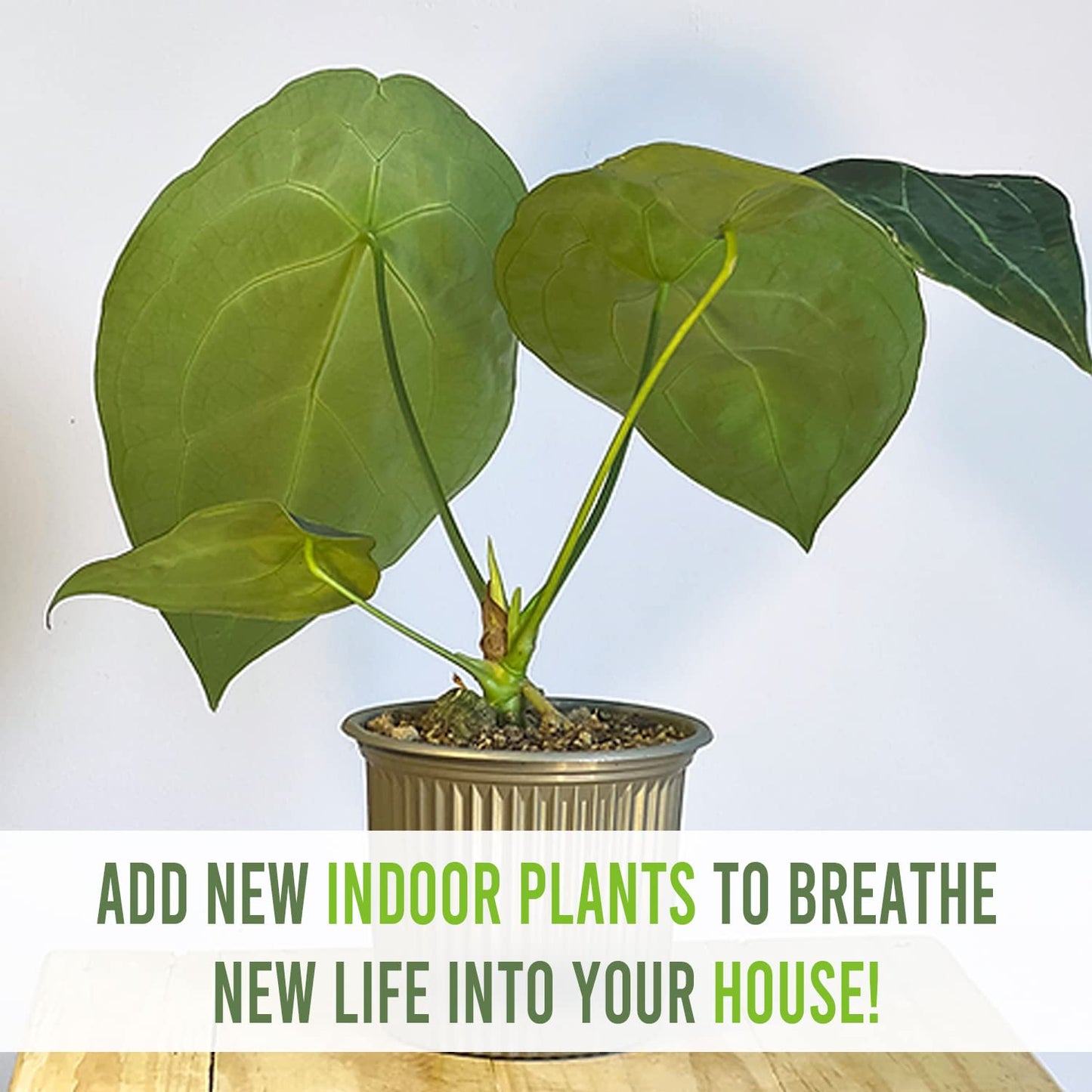 LEAL PLANTS ECUADOR Anthurium Forgetii Unique Dark Live Plant | Low Light Indoor Houseplant | Exotic Aroid for Home Decor