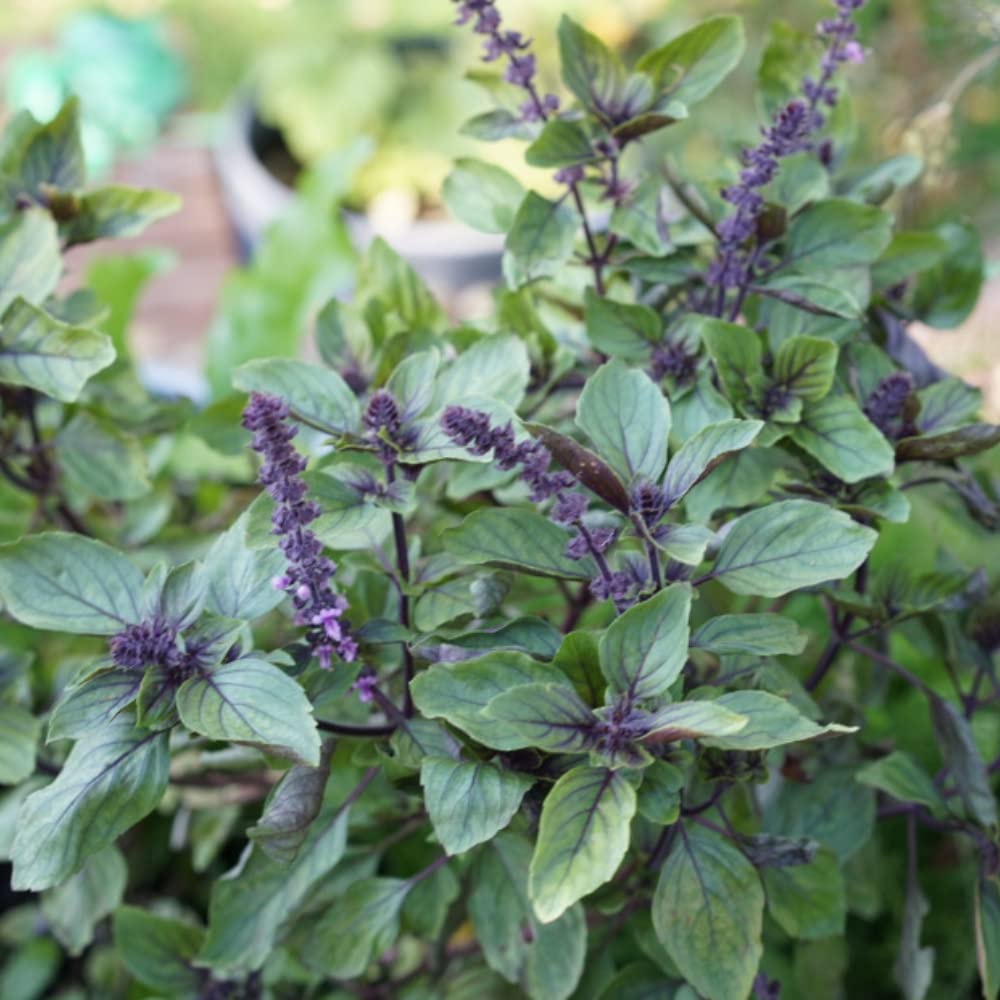 African Blue Basil Plant, 4-6" Tall Basil Plants, Live Herb Plant for Garden