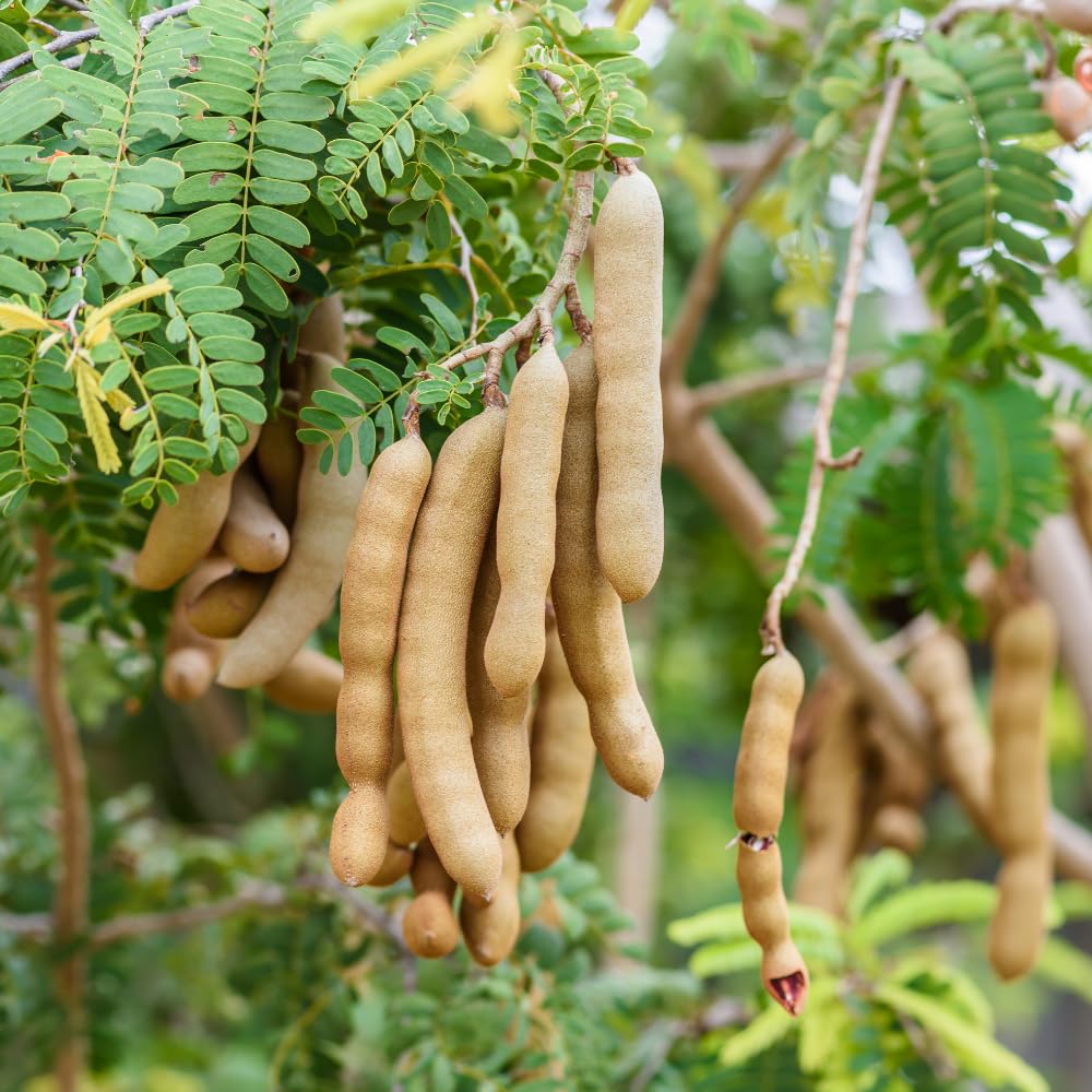 2 Pots Tamarind Plants in 4 Inch Pot, 6-10 Inches Tall Tamarind Tree Live Plant, Tropical Fruit Plants for Outdoor Growing