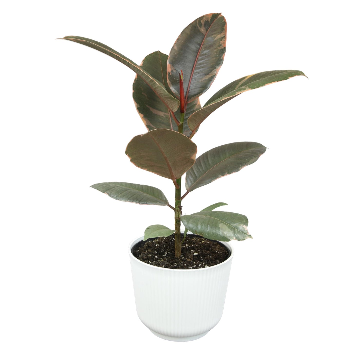 Altman Plants 'Ruby' Live Ficus Tree in 6 Inch White Plastic Plant Pot, Easy Plant Gift, Desk Plant & Office Plant, Variegated Rubber Plant Live Indoor Plant Decor in Indoor Plant Potting Soil Mix