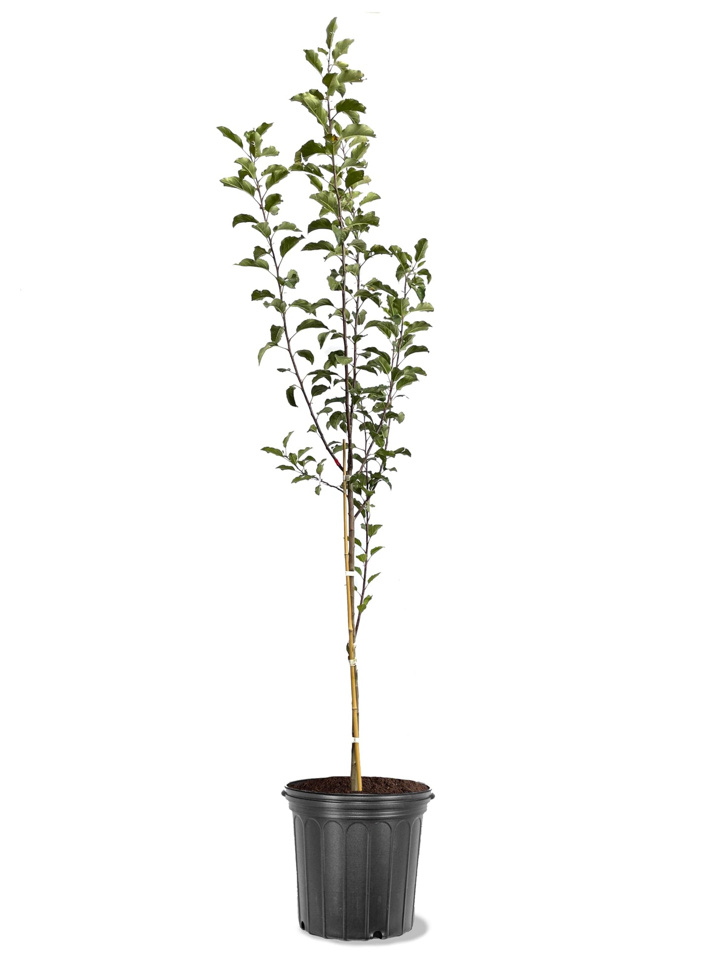 American Plant Exchange Apple Tree 'Empire' – Live Fruit-Bearing Plant, 5-Gallon Pot, Cold-Hardy, Sweet Crisp Red Harvest for Orchards, Backyard Gardens & Edible Landscapes