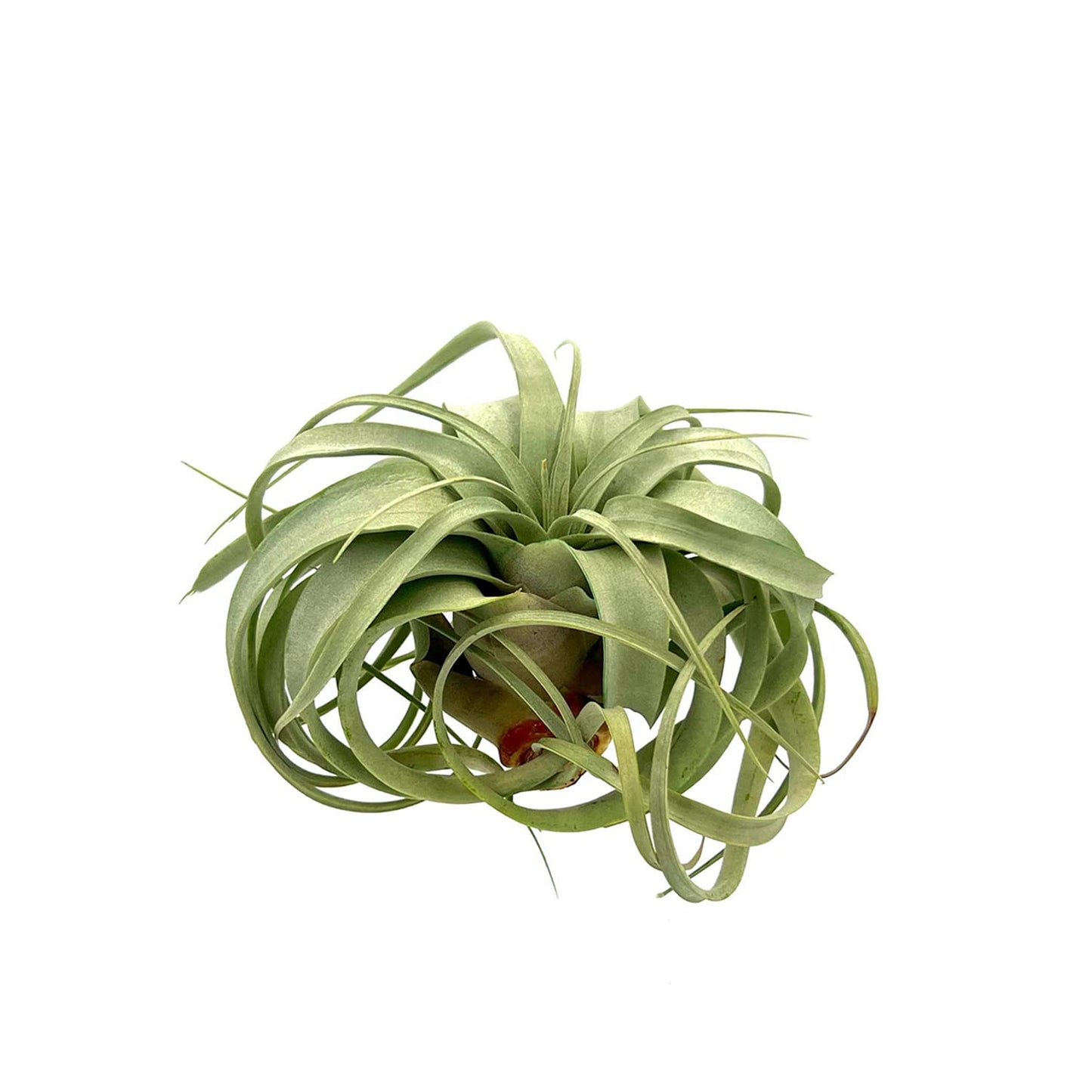 ragnaroc Air Plants - Tillandsia Xerographica, Large 5-7” - 1ct - Live Arrival Gauranteed - House Plants for Home Decor & Gift
