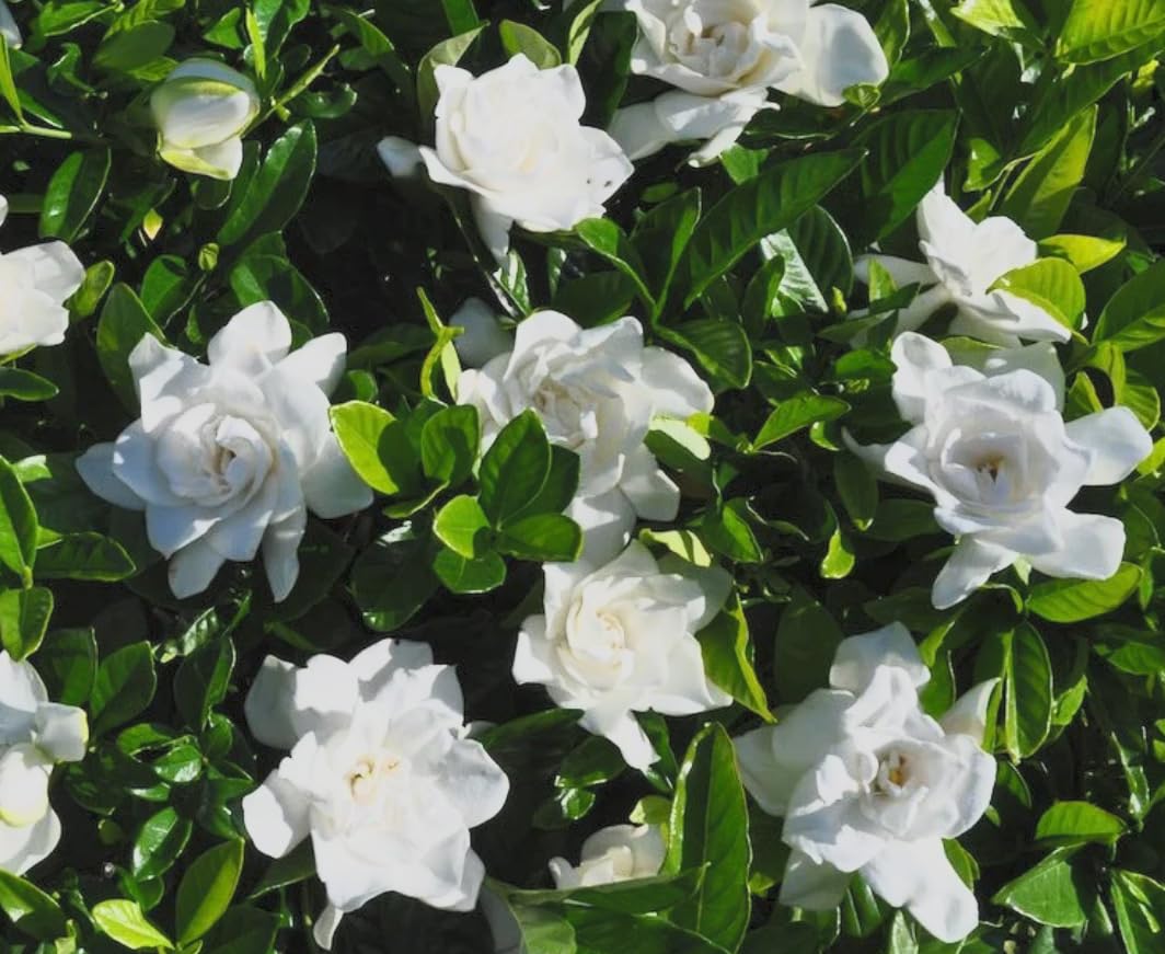 Gardenia ‘Summer Snow’ 3 Pack Live Plants – Cold Hardy Fragrant Evergreen Shrub – Large Double White Flowers – Zone 6–10 – 3 Inch Pot