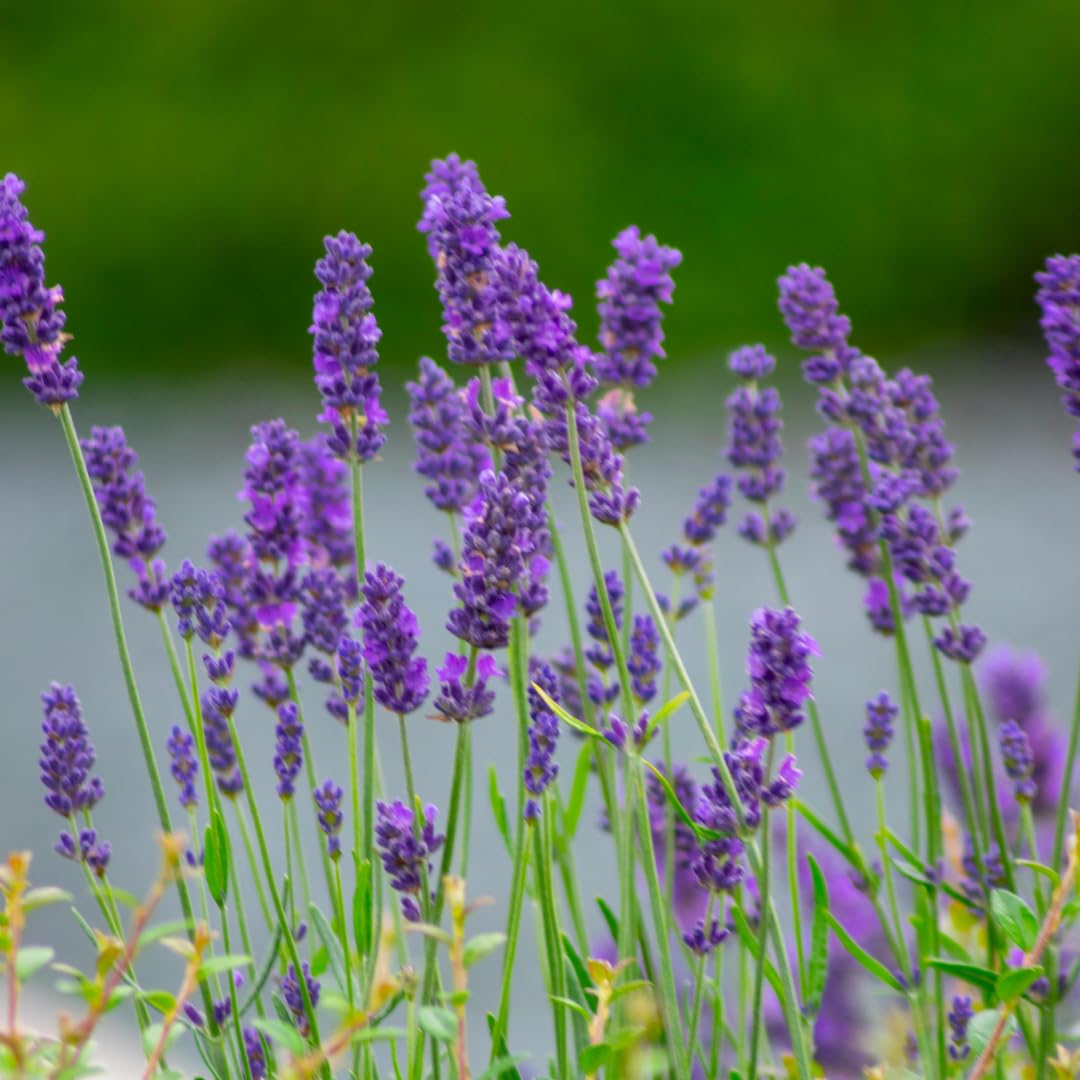 Live Phenomenal Lavender Plant, Fragrant Lavandula Plant, 8-10 Inches Tall in Quart Pot, Ready for Indoor or Outdoor Growing