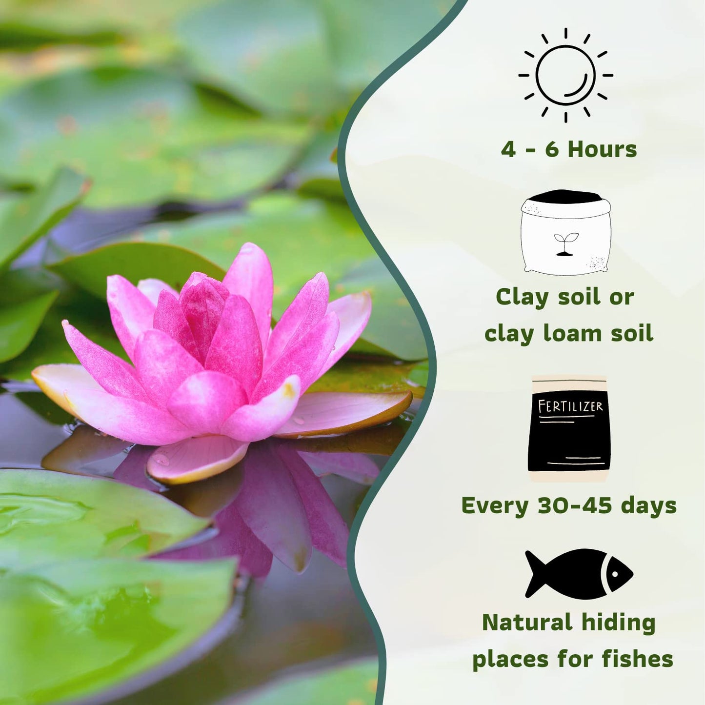 Mainam Mixed Colorful Hardy Water Lily Tuber Live Aquarium Plant for Freshwater Fish Pond Balcony Buy 2 GET Fertilizer Free (Red Nymphaea Perry's Fire Opal)