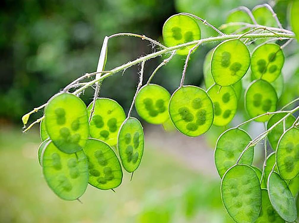 150 Seeds Lunaria - Money Plant Seeds - Marde Ross & Company
