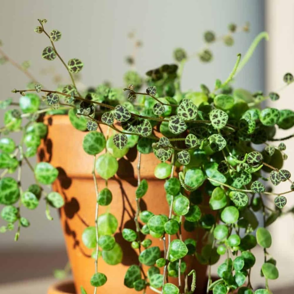 String of Turtles Plant Live in 3" Pot, Peperomia Trailing Houseplant, Green Leaves for Indoor Growing