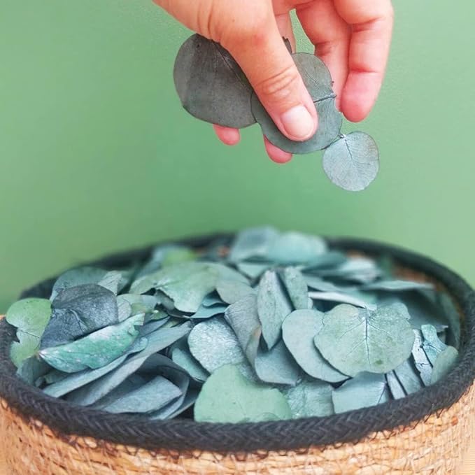 1600+Preserved Real Eucalyptus Leaves Small, Pure Natural Bulk Eucalyptus, Wedding Leaves Confetti for Anniversaries, Birthday, Graduation, Bridal Showers, Baby Shower Party Decor