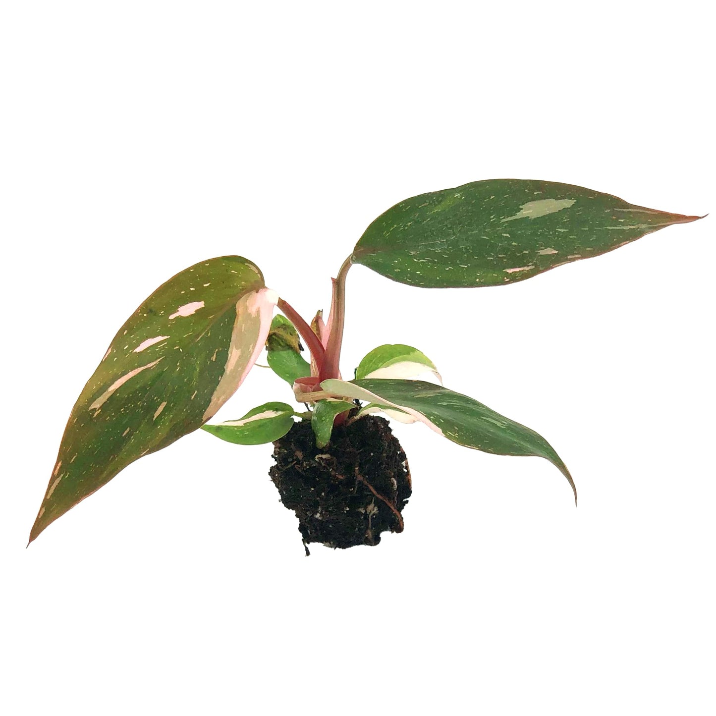 Live Plant - Philodendron Pink Princess, 4-6” Tall 2” Plug - 1ct - Live Arrival Guaranteed - House Plants for Home Decor & Gift