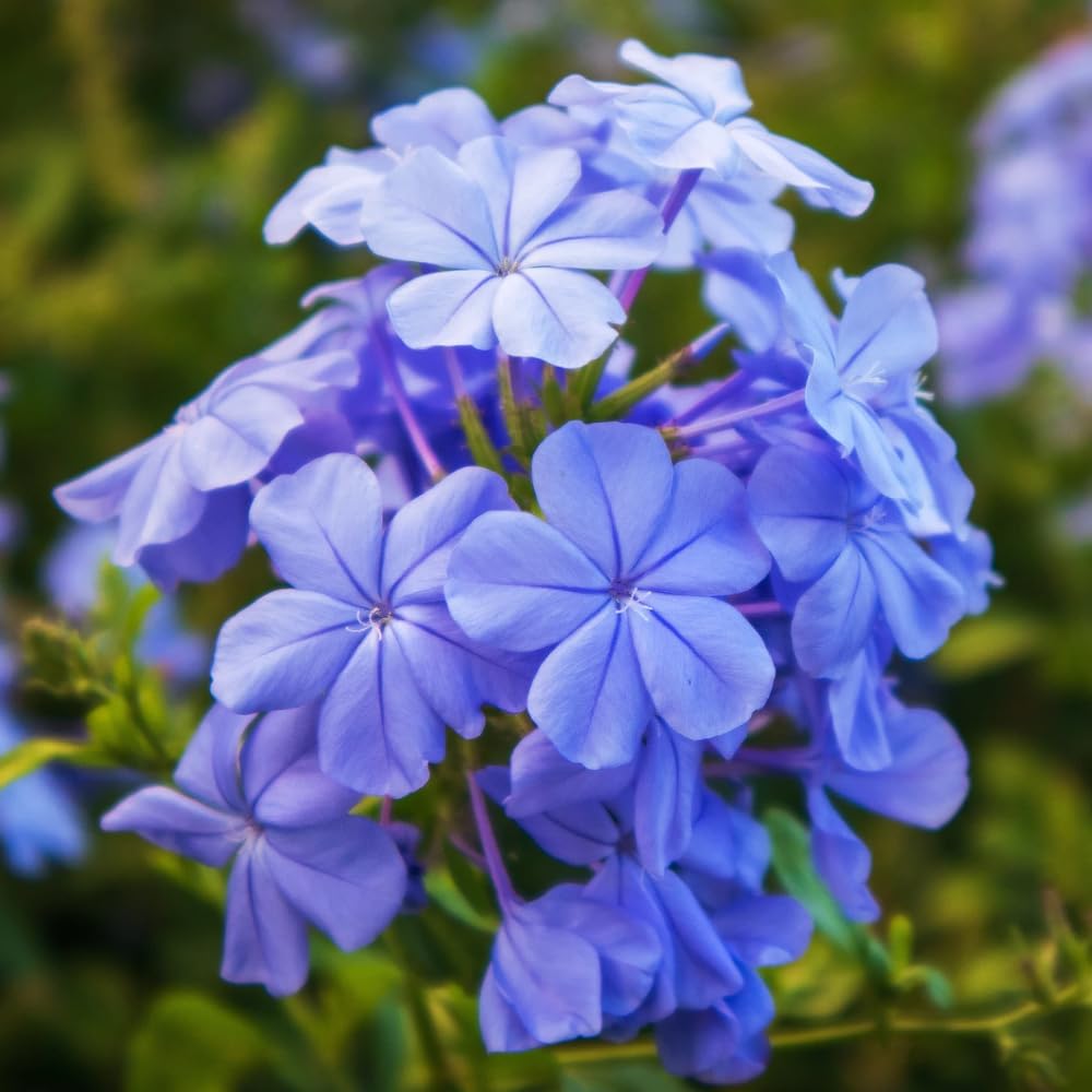 3 Blue Plumbago Plants Live, 4-7 Inches Tall, Tropical Flowering Shrub for Garden or Containers