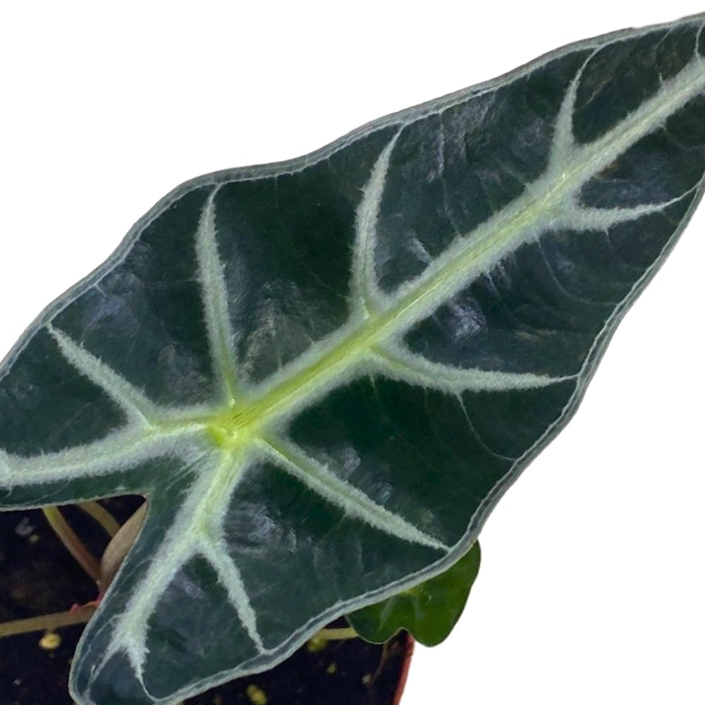 BubbleBlooms Alocasia Bambino in a 4 inch Pot