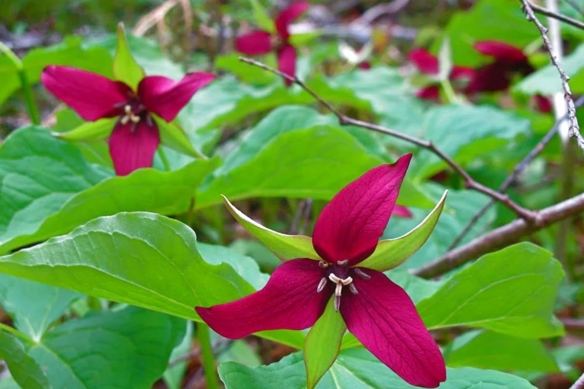 Set of 20 Red Trillium Bulbs, Trillium Flower Bulbs, Large Bulbs, Trillium Bulb for Fall Planting Outdoor Indoor
