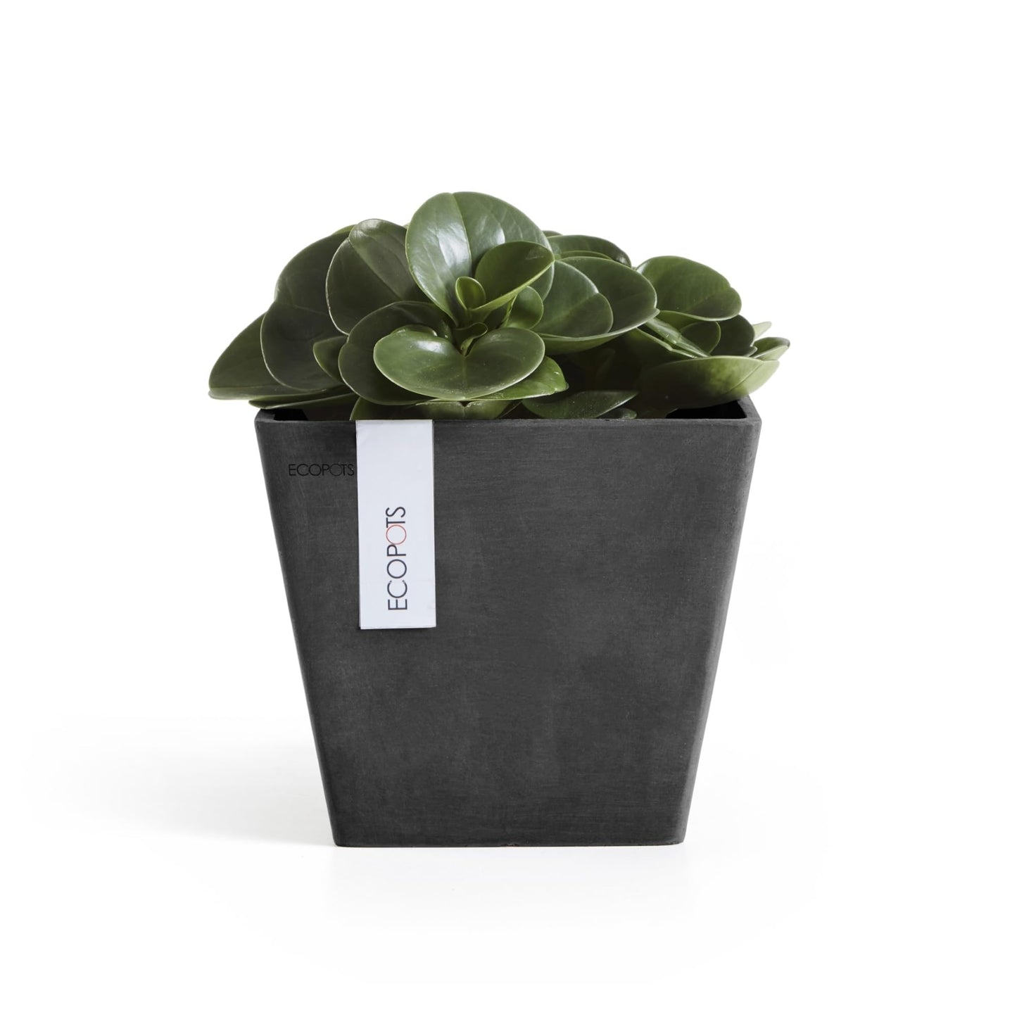 Ecopots Rotterdam Durable Modern Square Indoor/Outdoor Recycled-Based Composite Flower Planter, Dark Grey, 8"
