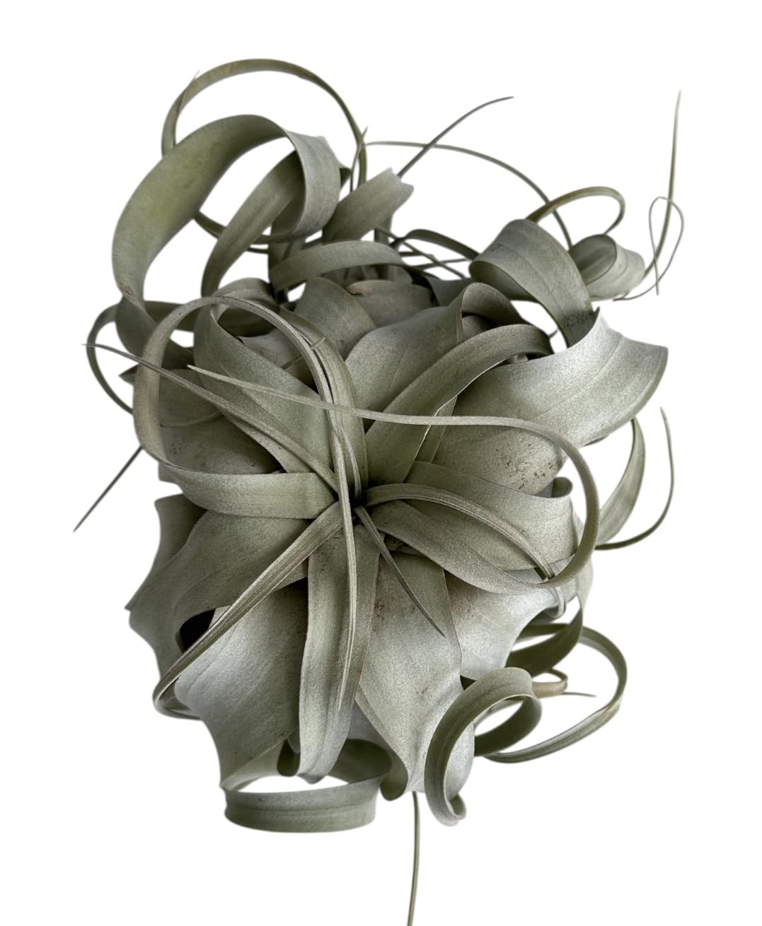 X-Large Tillandsia Xerographica Air Plant, 8-9 inches, Silvery Rosette Display Plant