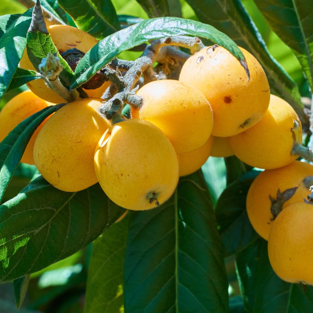 Loquat Tree Live Plant, 5 to 9'' Tall, Live Loquat Plant Tree Pot, Cold Hardy Garden