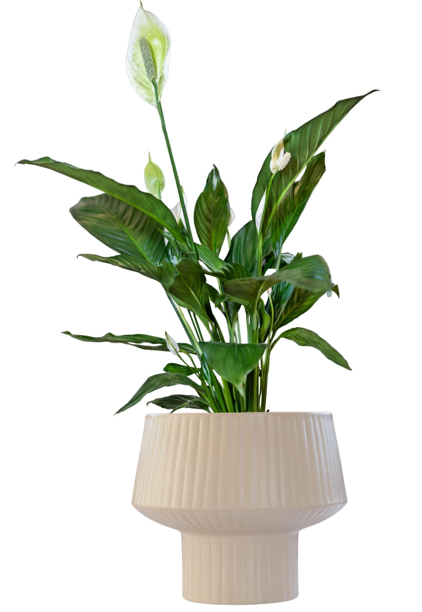 Wide Top Modern Handmade Metal Indoor Planter with Unique Shape, Vertical Grooved Design and Anti-Scratch Pads, Rust-Resistant Finish that is Sustainable Non-Plastic Pot Recyclable Metal Vase (White)
