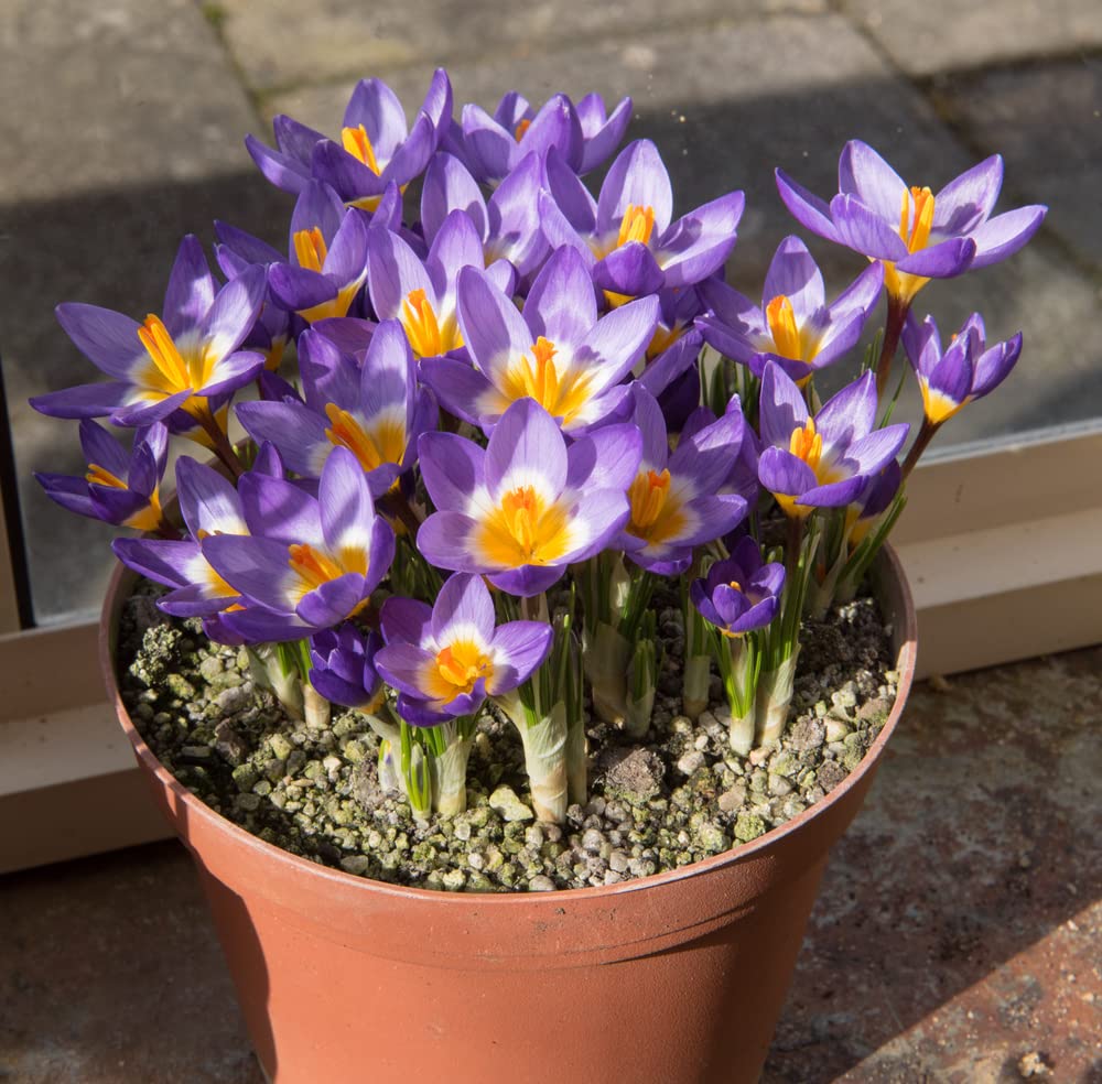 10 Tricolor Crocus Bulbs for Planting - Easy to Grow