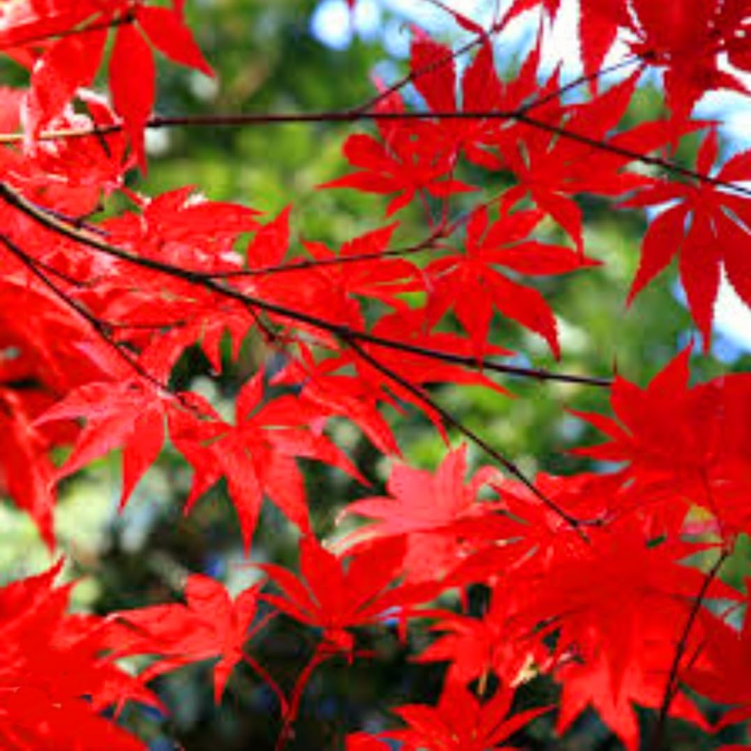 80 Seeds Red Maple Outdoors Maple Tree Seeds Acer rubrum PeavyTailor