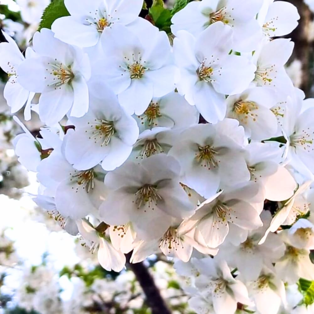 Cherry Blossom Tree, Live Ornamental Tree 6-12" Tall in Pot, Beautiful Spring Blooms for Outdoor Planting (Snow Cherry Blossom)