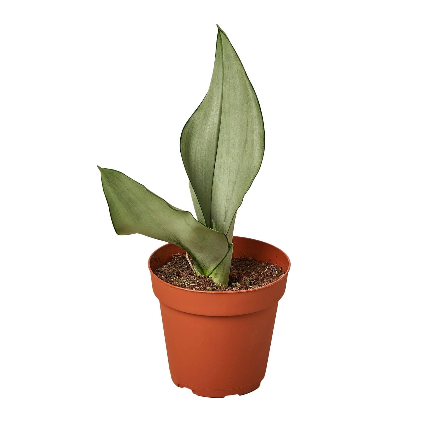 Snake Plant Moonshine | Live Plant for Indoor & Outdoor | for Living Room, Office, Bathroom | (4" Pot)