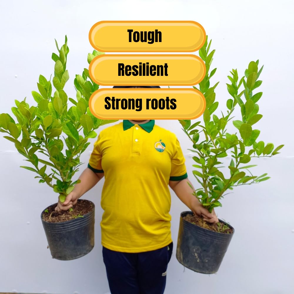 Meyer Lemon Tree Live Plant in Pot, Fruit-Bearing 2-3 Years Old Trees, Yellow Lemon Lime Tree in 3 Gallon Pot, High-yielding Spring Planting