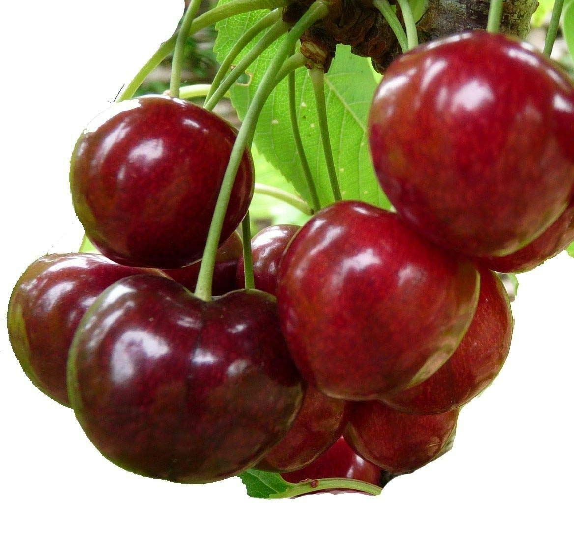 8 Cuttings of Stella Red Sweet Cherry Trees, Unrooted Fruit Tree Cuttings - Plant Live