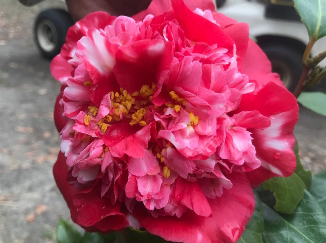Live Plant - Laura Walkercamellia Japonica-Live Starter Plant