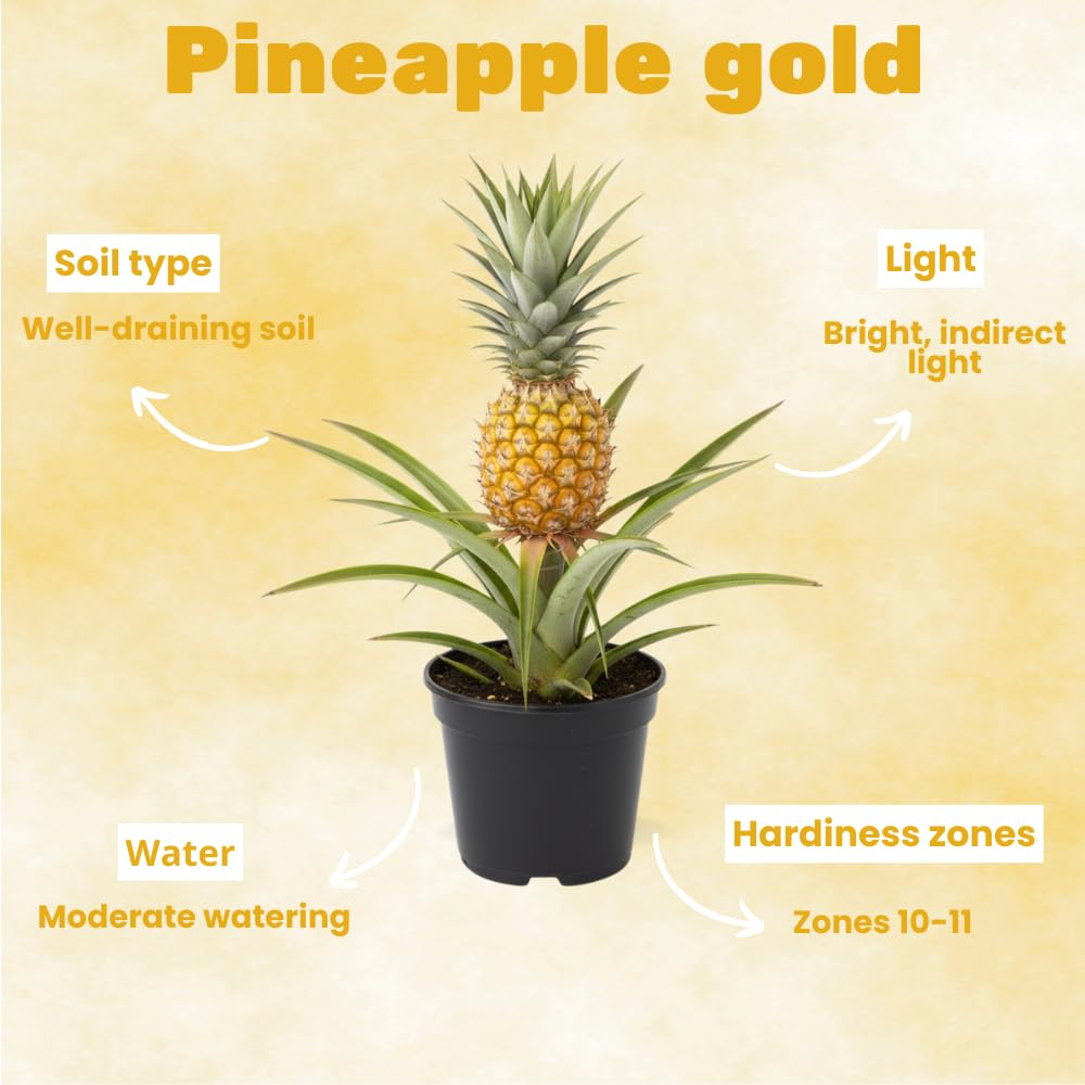 Set 2 Pineapple Plant Live, Pineapple Gold Plant Live, Tropical Sweet Fruit, 4-7 Inches in Height for Outdoor Gardening
