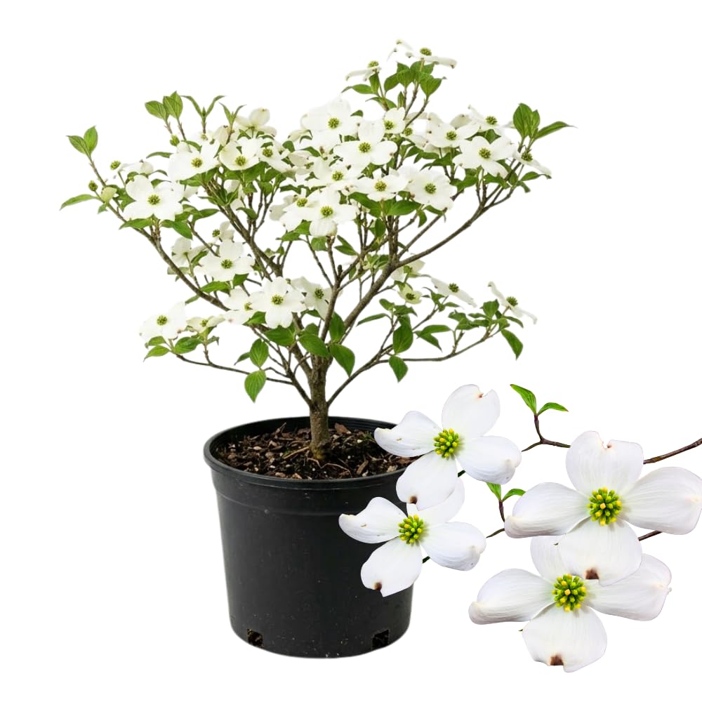 White Dogwood Tree Live Plant in Quart Pot, 8-10 Inches Tall, Dogwood Trees, White Flower for Spring Blooms