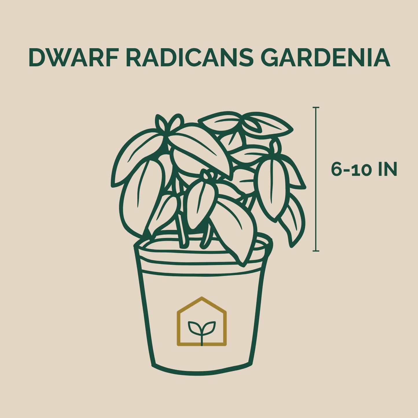 Dwarf Radicans Gardenia 3-Gallon
