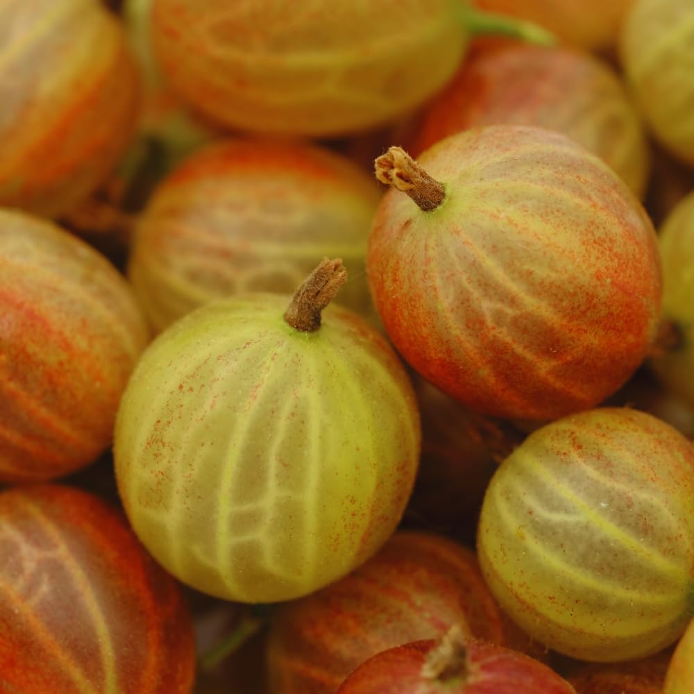 Gooseberry Plant Live for Planting, Gooseberry Bushes Live Plant, 5 to 10 Inc Tall (Red)