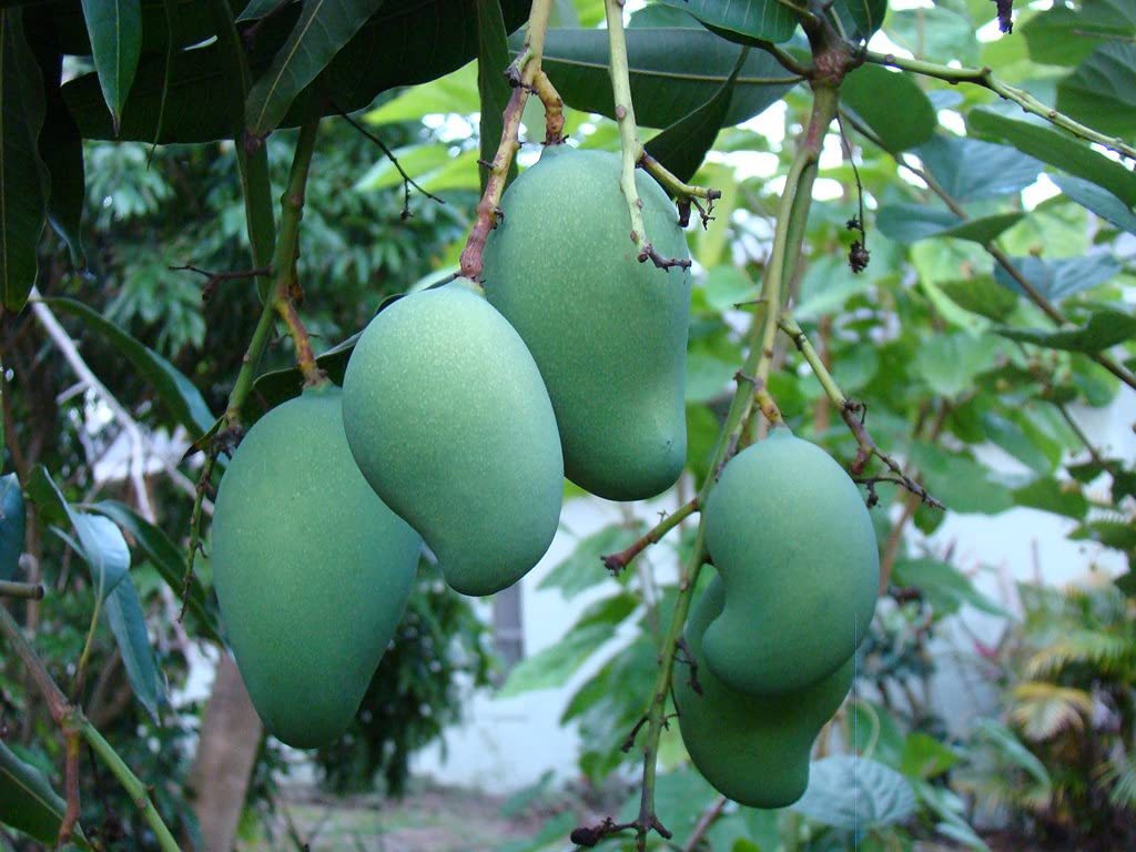 Mango Tree - Live Fruit Tree in a 3 Gallon Pot - Mangifera Indica 'Mallika' - Tropical Edible Fruit Bearing Tree