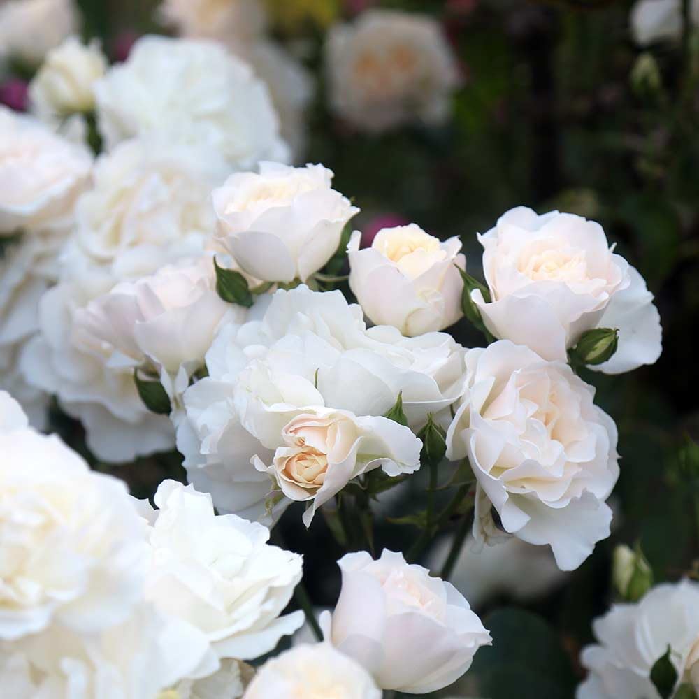 Heirloom Climbing Roses, Live Own Root Plant for Outdoor Garden, Cloud 10™, Moderately Fragrant, Hardiness Zones 5-10, Continual Blooming