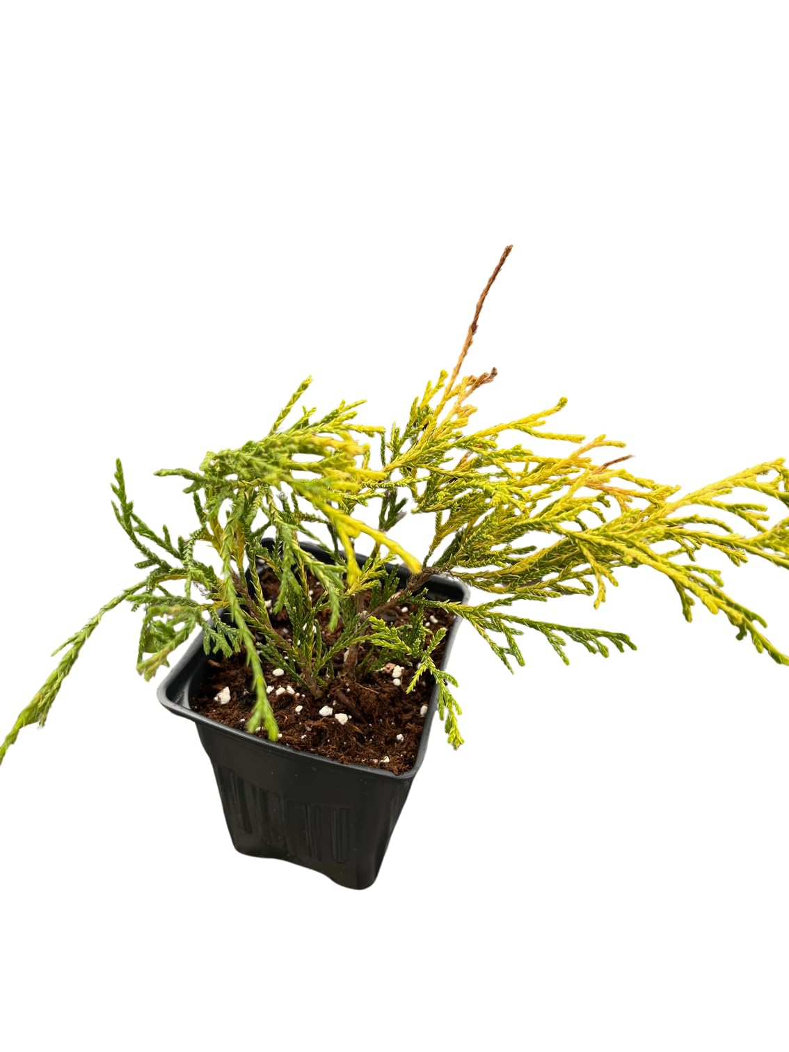 Paul' Gold Cypress - Chamaecyparis pisifera- Evergreen Shrub - 4" Pot