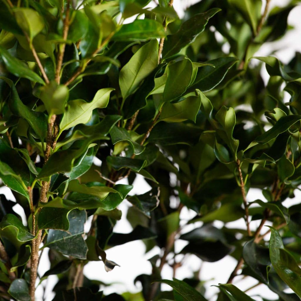 Wavy Leaf Ligustrum Recurvifolia (2.5 Gallon) Evergreen Shrub or Small Tree with Glossy-Green Foliage and Small White Flowers in Spring - Full Sun to Part Shade Live Outdoor Plant