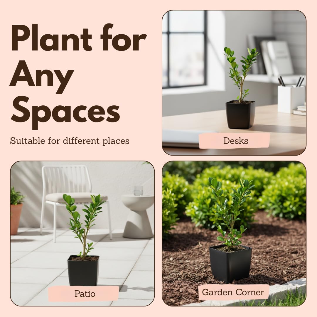 MyShelfie - Bonsai Starter Tree Plant Gift, Japanese Boxwood Topiary Evergreen Shrub Hedge, 2 in Pot
