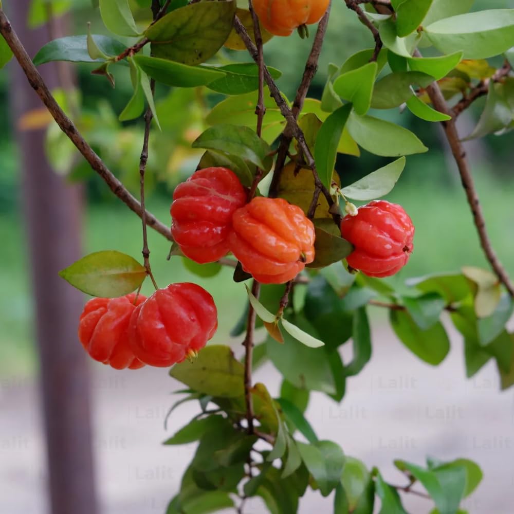 Cherry Tree Live Plant, Sweet Cherries Fruit Tree 4-8'' Tall, Tropical Fruit Trees for Planting Outdoor (Surinam Cherry Tree)