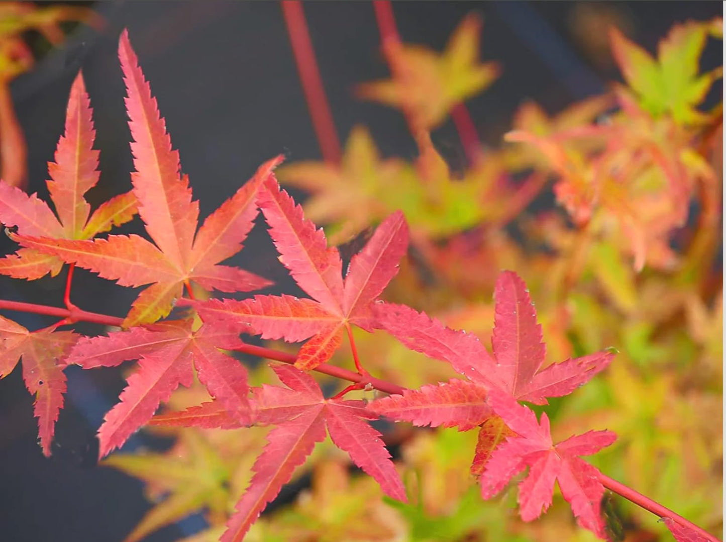 Phoenix Japanese Maple 2 - Year Live Plant