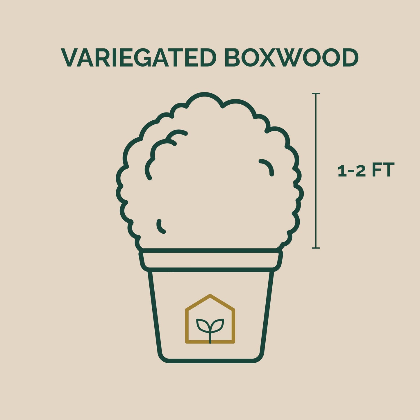 Variegated Boxwood 3-Gallon