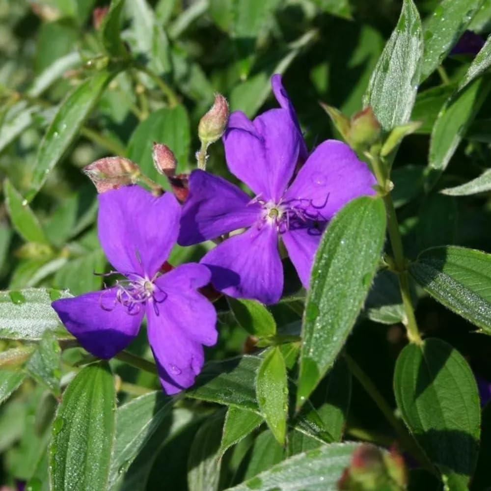 Tibouchina Dwarf Live Starter Plant (4)