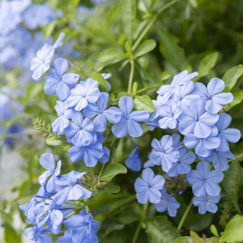 3 Blue Plumbago Plants Live, 4-7 Inches Tall, Tropical Flowering Shrub for Garden or Containers