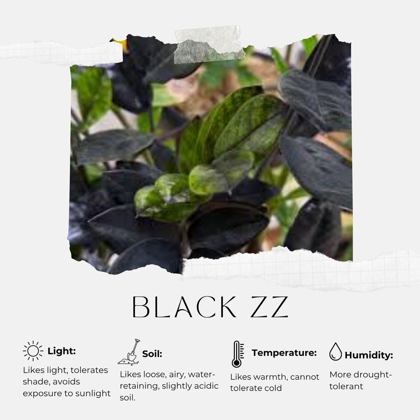 Live Black ZZ Plants, Black ZZ Plant Live Houseplants for Planting Indoor 3 Inch Pot