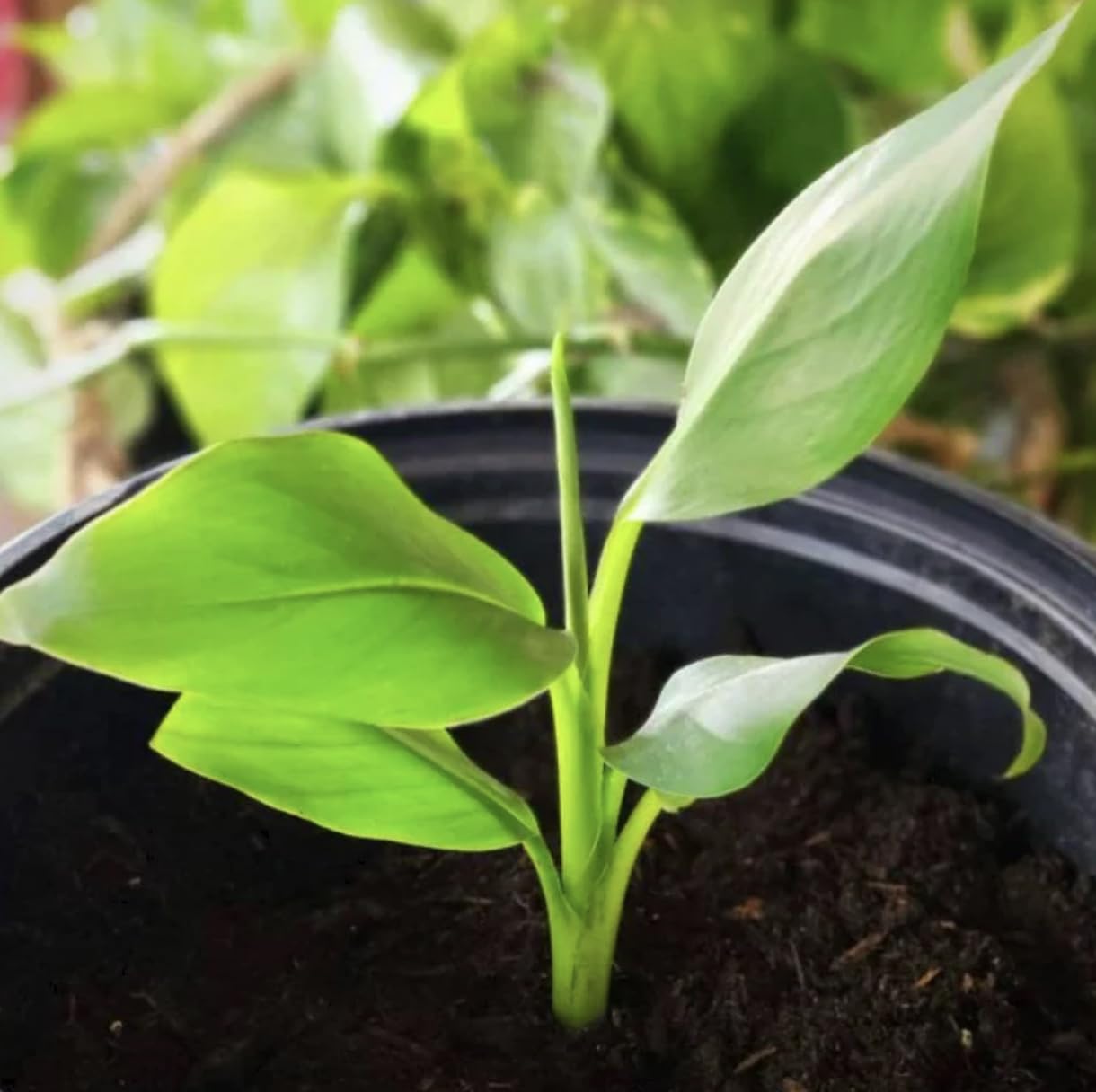 Musa Basjoo Banana Tree - 1 Ft. Tall Cold Hardy Banana Plant - Rapid Growth - Easy Care (4-6 Inches)