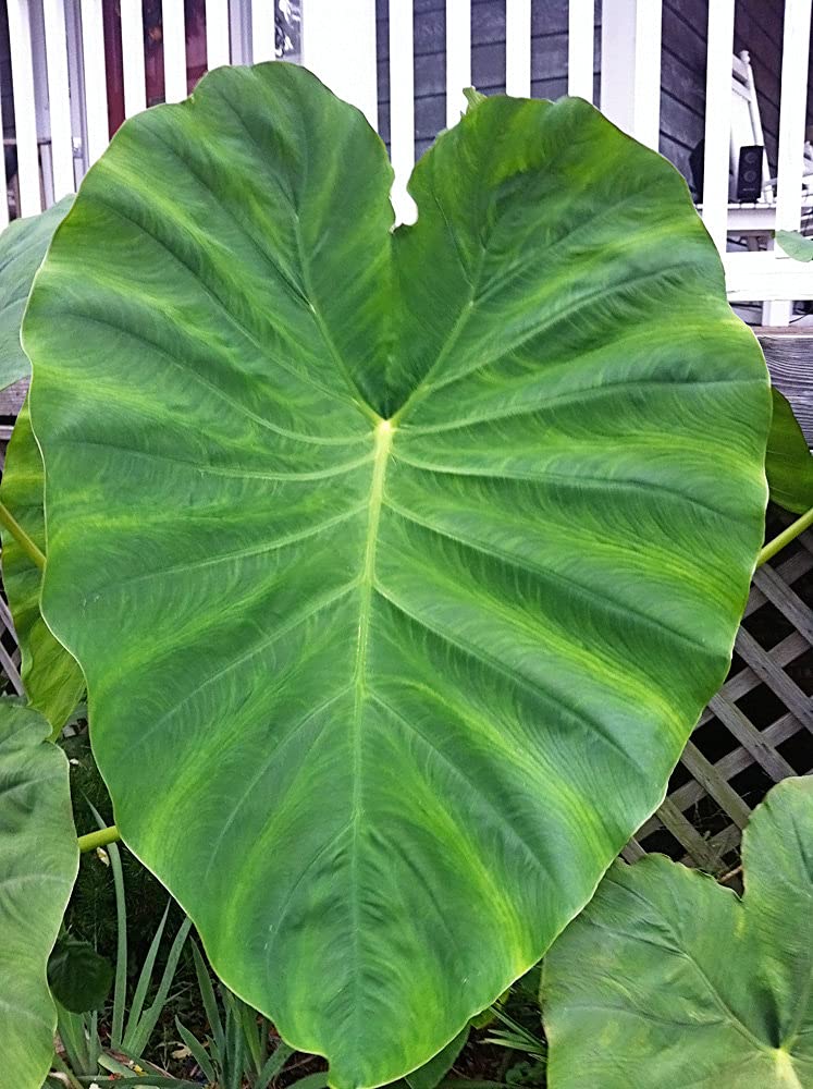 Green Elephants Ear Bulbs- esculenta 4597746