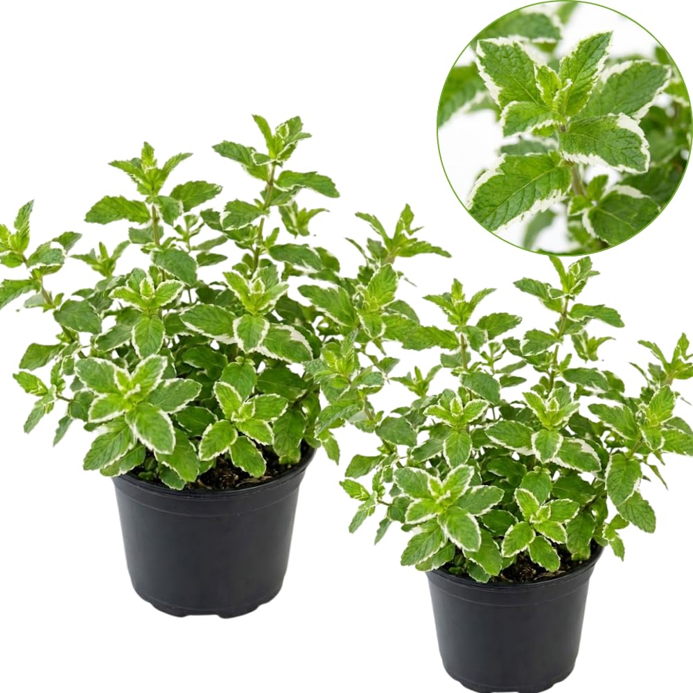 2 Pineapple Mint Plants, 3-Inch Pot, Mint Plants Live, Fast Growing Aromatic Perennial for Modern Landscape and Herb Gardening